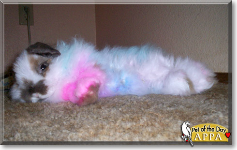 Machine Bun Kelly, the Pet of the Day Machine Bun Kelly, the Pet of the Day