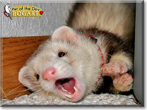 Bogart, the Pet of the Day Bogart, the Pet of the Day