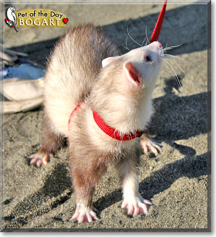 Bogart, the Pet of the Day Bogart, the Pet of the Day