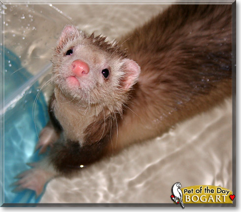 Bogart, the Pet of the Day Bogart, the Pet of the Day
