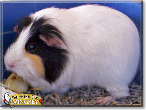 Mingkey, the Pet of the Day Mingkey, the Pet of the Day