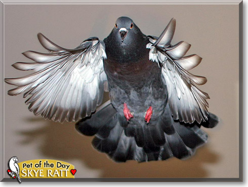Skye Ratt, the Pet of the Day