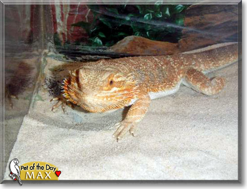 Max, the Pet of the Day Max, the Pet of the Day