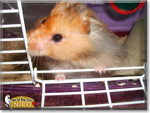 Nico, the Pet of the Day Nico, the Pet of the Day