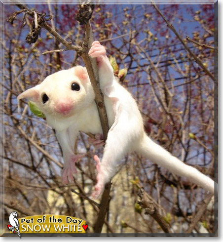 Snow White, the Pet of the Day Snow White, the Pet of the Day