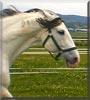 Willi