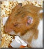 Ginger