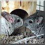 Sweetums, Nibbles