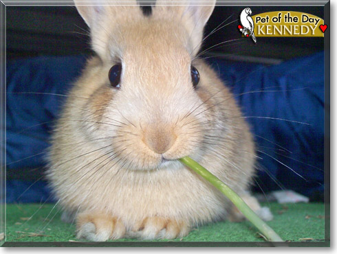 Kennedy, the Pet of the Day Kennedy, the Pet of the Day