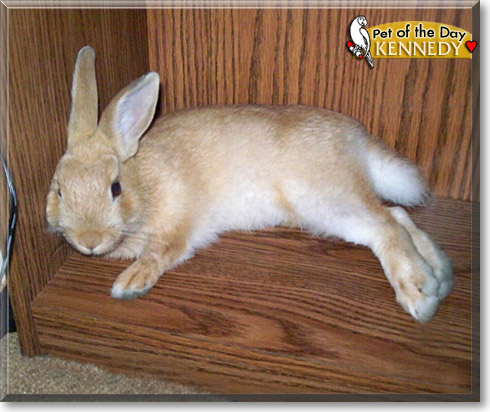 Kennedy, the Pet of the Day Kennedy, the Pet of the Day