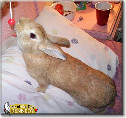Kennedy, the Pet of the Day Kennedy, the Pet of the Day