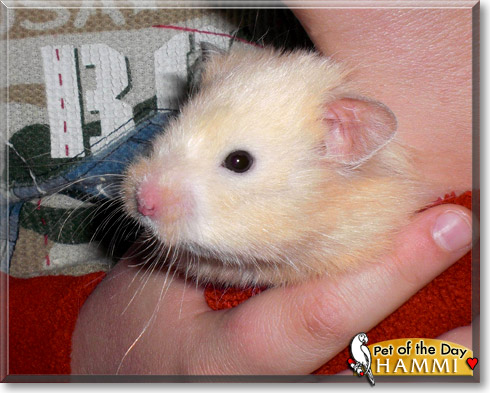 Hammi, the Pet of the Day