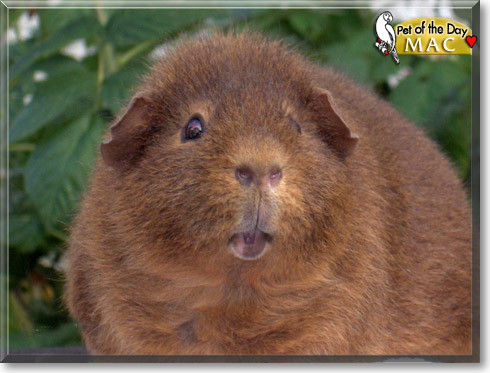 Mac, the Pet of the Day