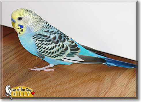 Billy, the Pet of the Day