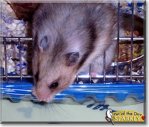 Sparkey, the Pet of the Day Sparkey, the Pet of the Day