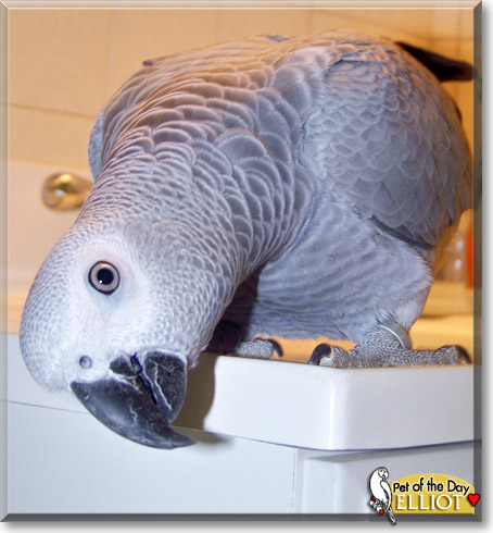 Elliot, the Pet of the Day