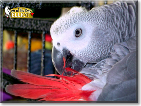 Elliot, the Pet of the Day