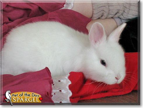 Spargel, the Pet of the Day