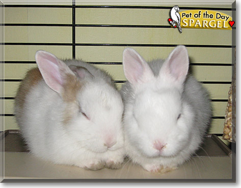 Spargel, the Pet of the Day