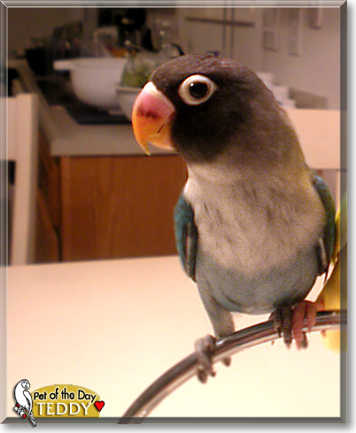 Teddy, the Pet of the Day