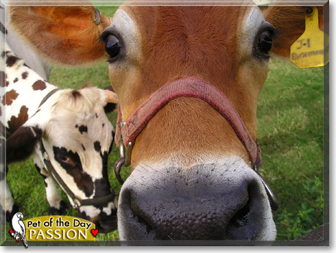 Passion, the Pet of the Day