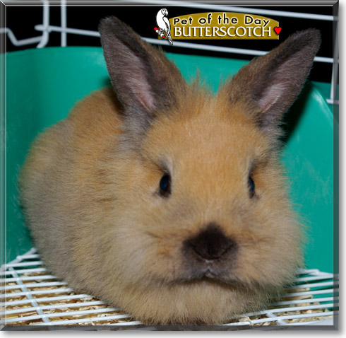 Butterscotch, the Pet of the Day