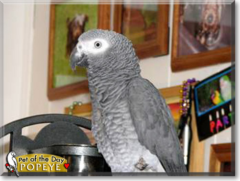 Popeye, the Pet of the Day