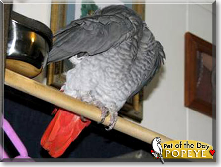 Popeye, the Pet of the Day
