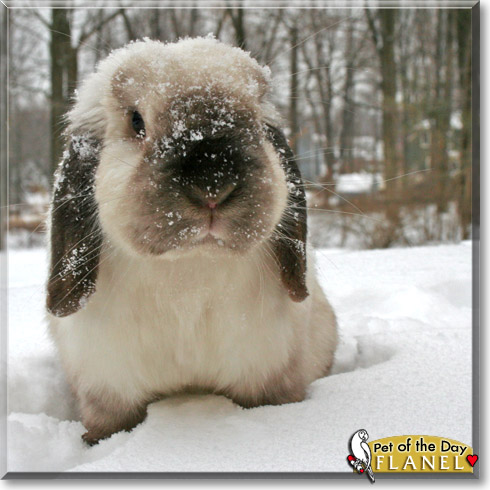 Flanel, the Pet of the Day