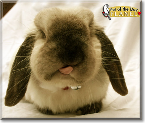 Flanel, the Pet of the Day