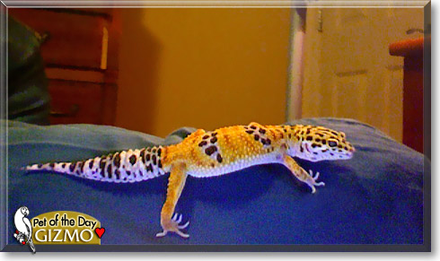Gizmo, the Pet of the Day