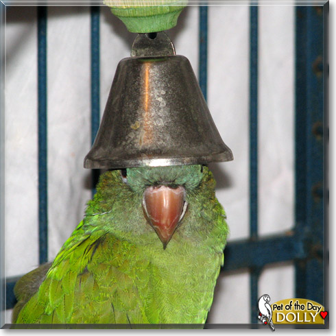 Dolly, the Pet of the Day