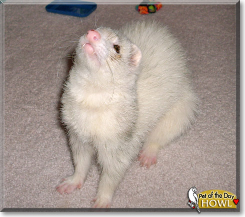 Howl, the Pet of the Day