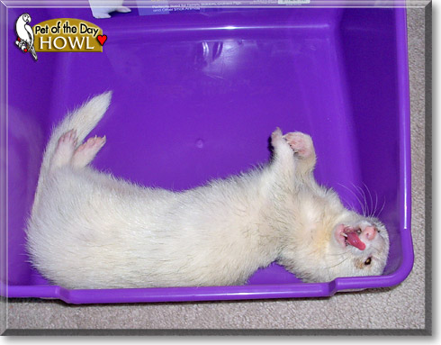 Howl, the Pet of the Day