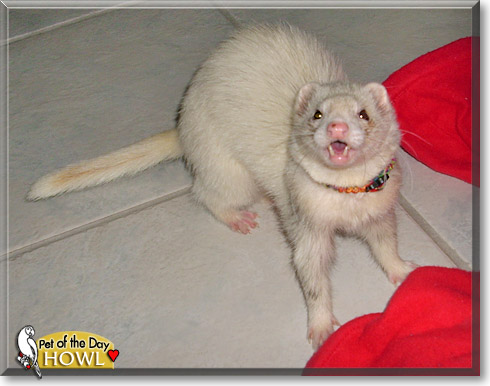 Howl, the Pet of the Day