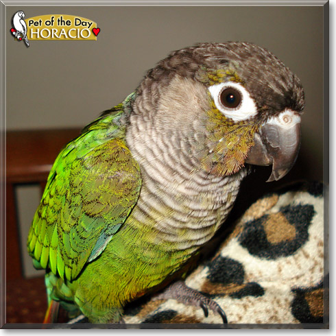Horacio, the Pet of the Day