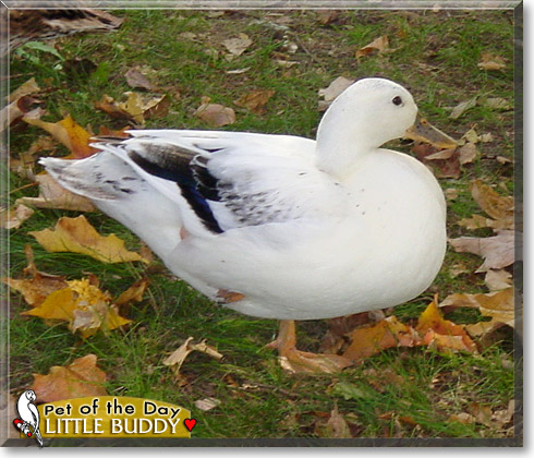Little Buddy, the Pet of the Day Little Buddy, the Pet of the Day