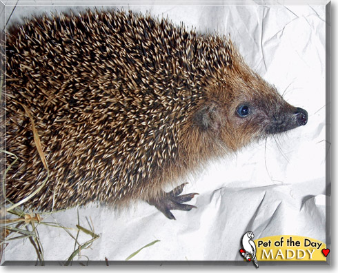 Maddy, the Pet of the Day