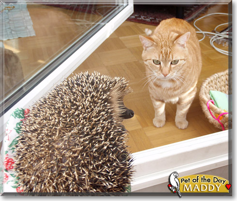 Maddy, the Pet of the Day