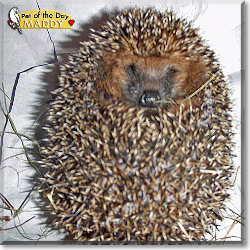 Maddy, the Pet of the Day