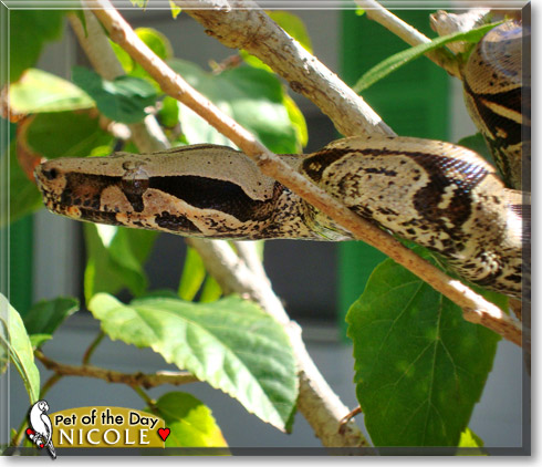 Nicole, the Pet of the Day