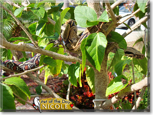 Nicole, the Pet of the Day