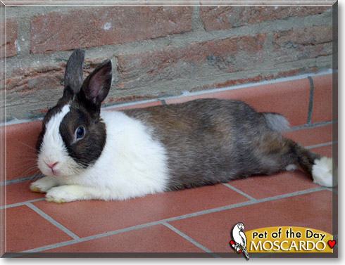 Moscardo, the Pet of the Day