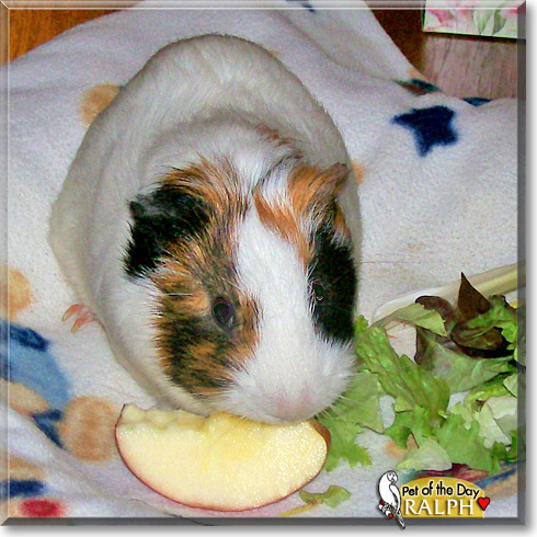 Ralph, the Pet of the Day