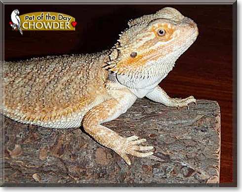 Chowder, the Pet of the Day