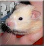 Hammi