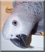 Elliot