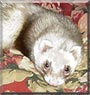 Cinnamon