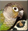 Horacio
