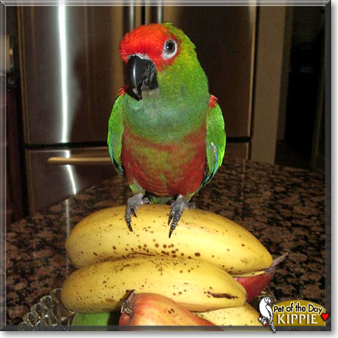 Kippie, the Pet of the Day Kippie, the Pet of the Day